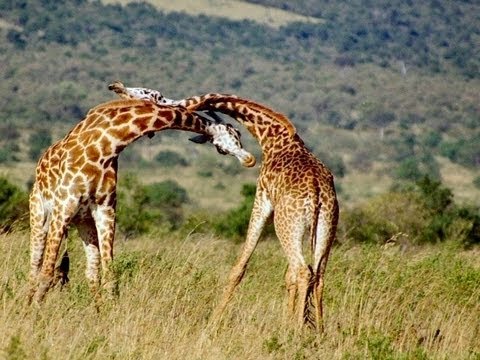 南アフリカでマッチョ過ぎるキリンが登場 「草食動物なのに…」
