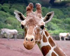 【悲報】フロリダのディズニーリゾートでキリンやゾウのウンチ型ブラウニーを発売後…あまりにリアルすぎてクレーム殺到、販売中止に