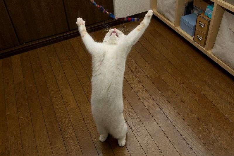 笑える動物の画像下さい（セリフ付き）