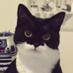 ギズモさん on Twitter: "朝起きると隣で手を繋ぎながら寝てる猫に対し「お前は彼女か」とツッコミたい気持ちをぐっと堪えてこっそり写真を撮る飼い主のアカウントがこちらです

#3枚目は結局起こされて不機嫌な猫 http://t.co/q3ksKoBDjs"