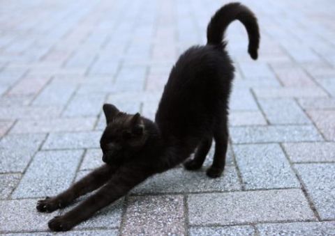 黒猫好き集まれ〜♡