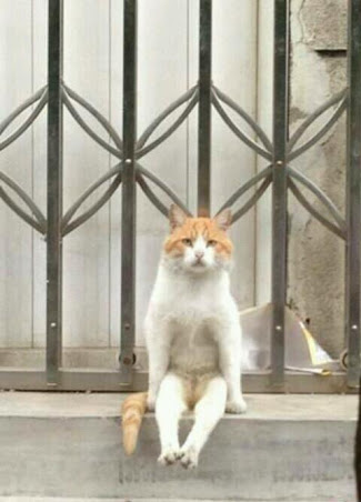 笑える動物の画像下さい（セリフ付き）