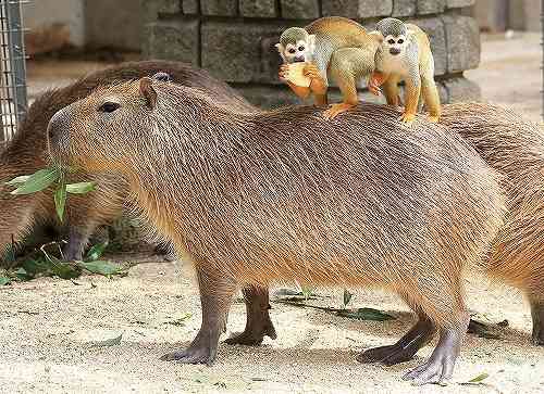 この横着者…カラスが自分で飛ばずにワシの背中に乗って飛ぶ