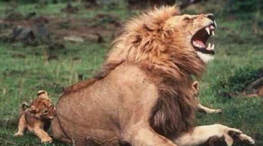 笑える動物の画像下さい（セリフ付き）