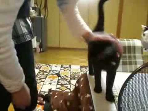黒猫のズサーごっこ【slippery cat】 - YouTube