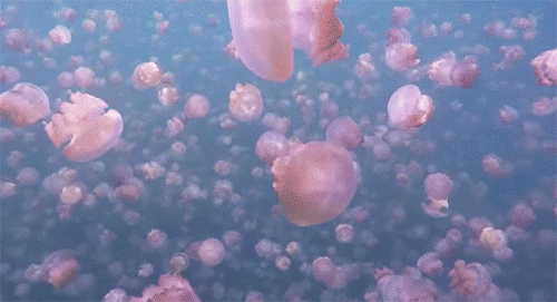 涼しくなるクラゲ画像