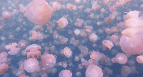 涼しくなるクラゲ画像