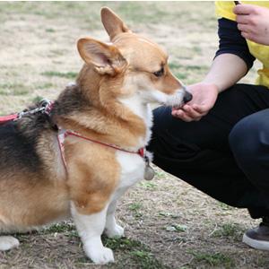ペットが闘病中