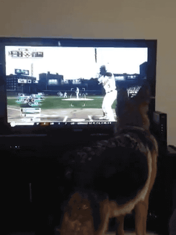 「アホだなぁ」と思うペットの行動