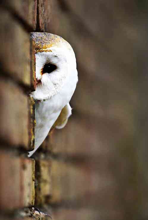 鳥の画像を貼っていく