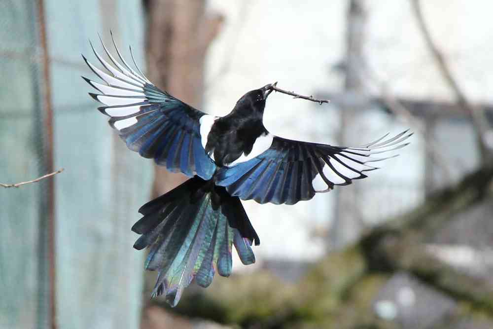鳥の画像を貼っていく