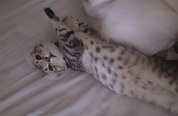 どこを撫でればうれしいニャン？科学がついに解き明かした正しい猫のモフり方（英研究）