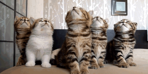 飼ったことのある動物教えて下さい。