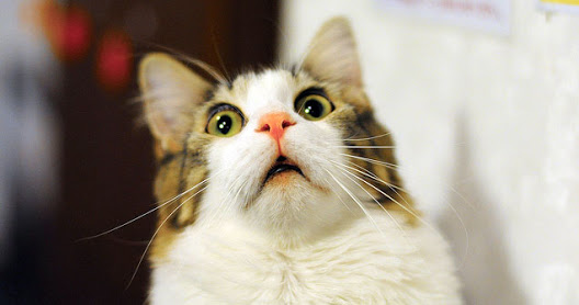 彼氏なんていらない！と思う人