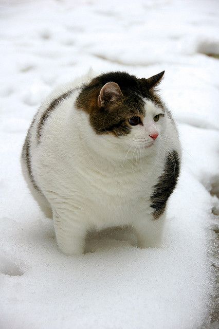 デブ猫のかわいさの破壊力が凄い！かわいいデブ猫画像　第1弾 | かわいい猫画像！大全集