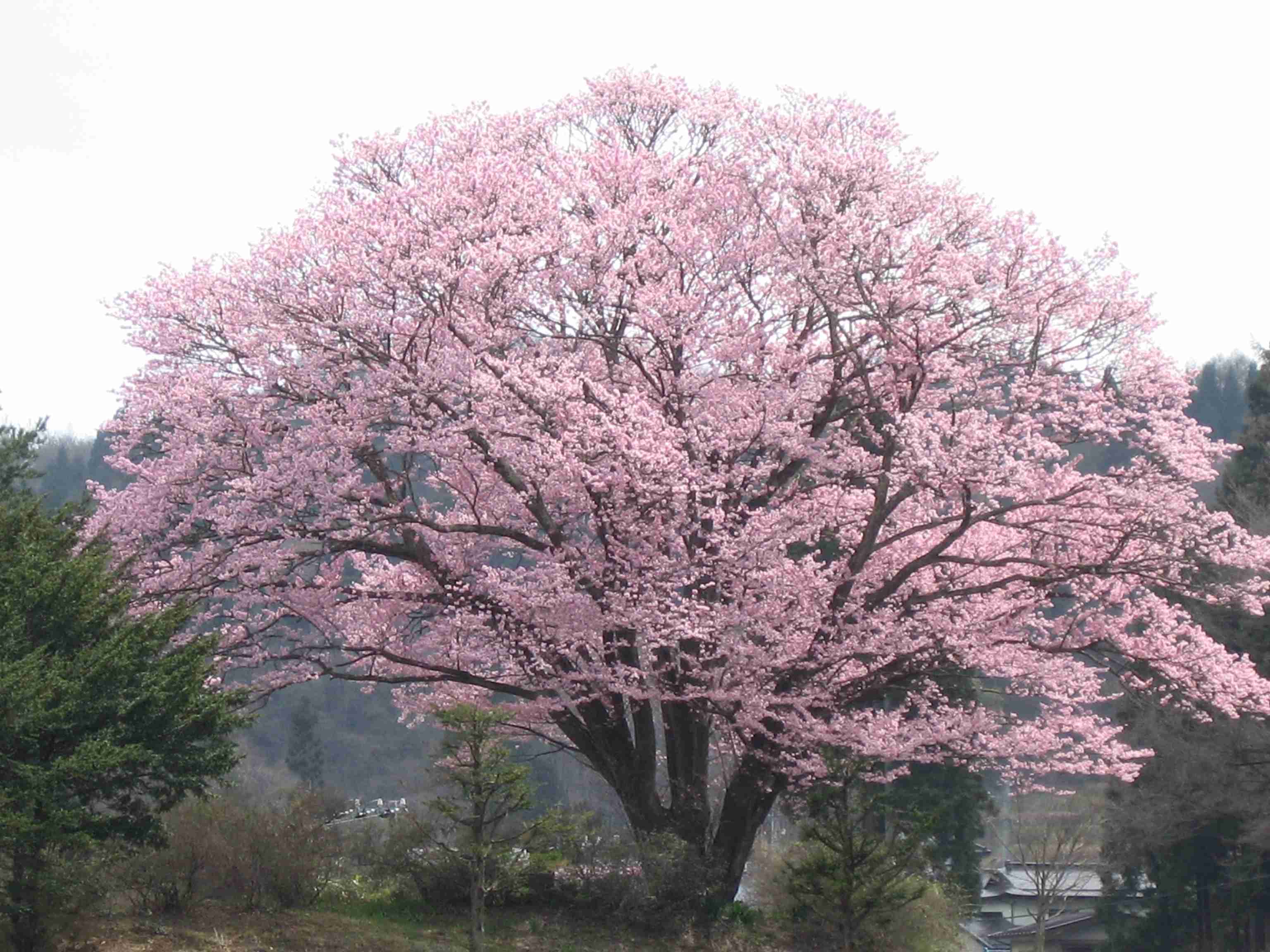 実家がお金持ちの方どのような暮らしでしたか?