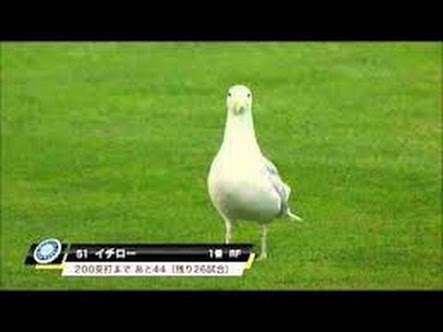 「いや…それ違うし…。」な画像トピ