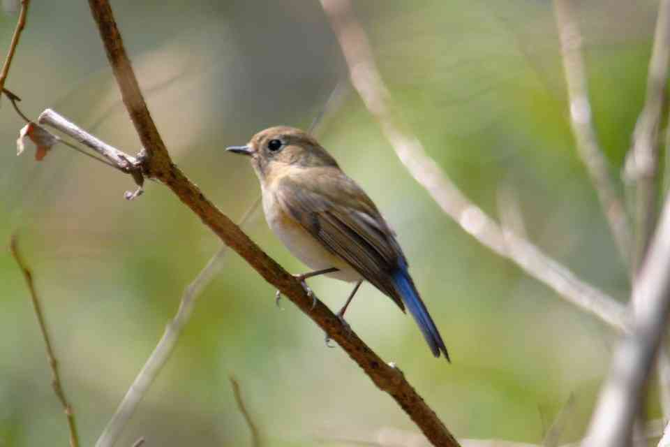 鳥の画像を貼っていく