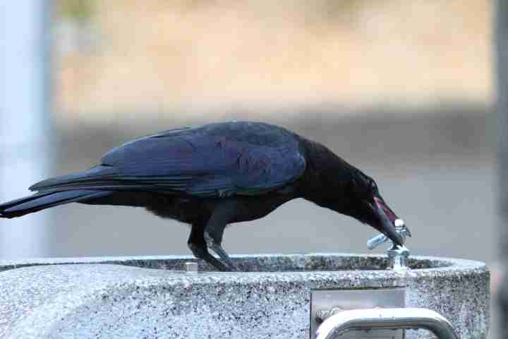 どんな動物でもカラス族にはかなわない。いきなり尻尾を引っ張られて弄ばれる動物たちの画像