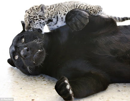 笑える動物の画像下さい（セリフ付き）