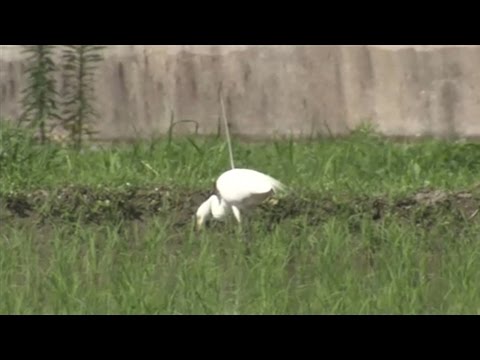 「矢」の刺さったシラサギ、大分市の水田に飛来 - YouTube