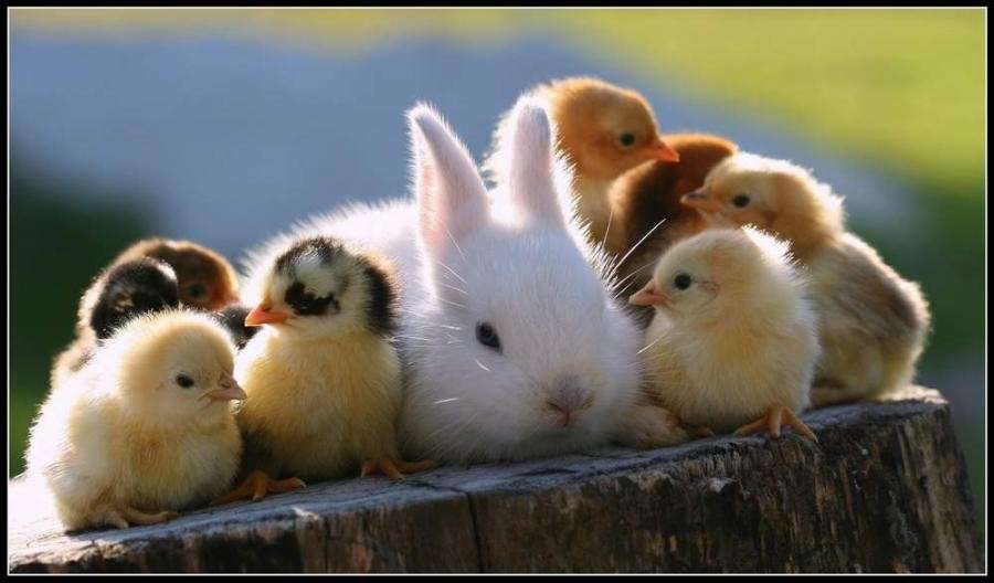 鳥の画像を貼っていく
