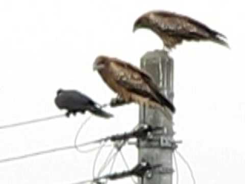 カラス VS トンビ - YouTube