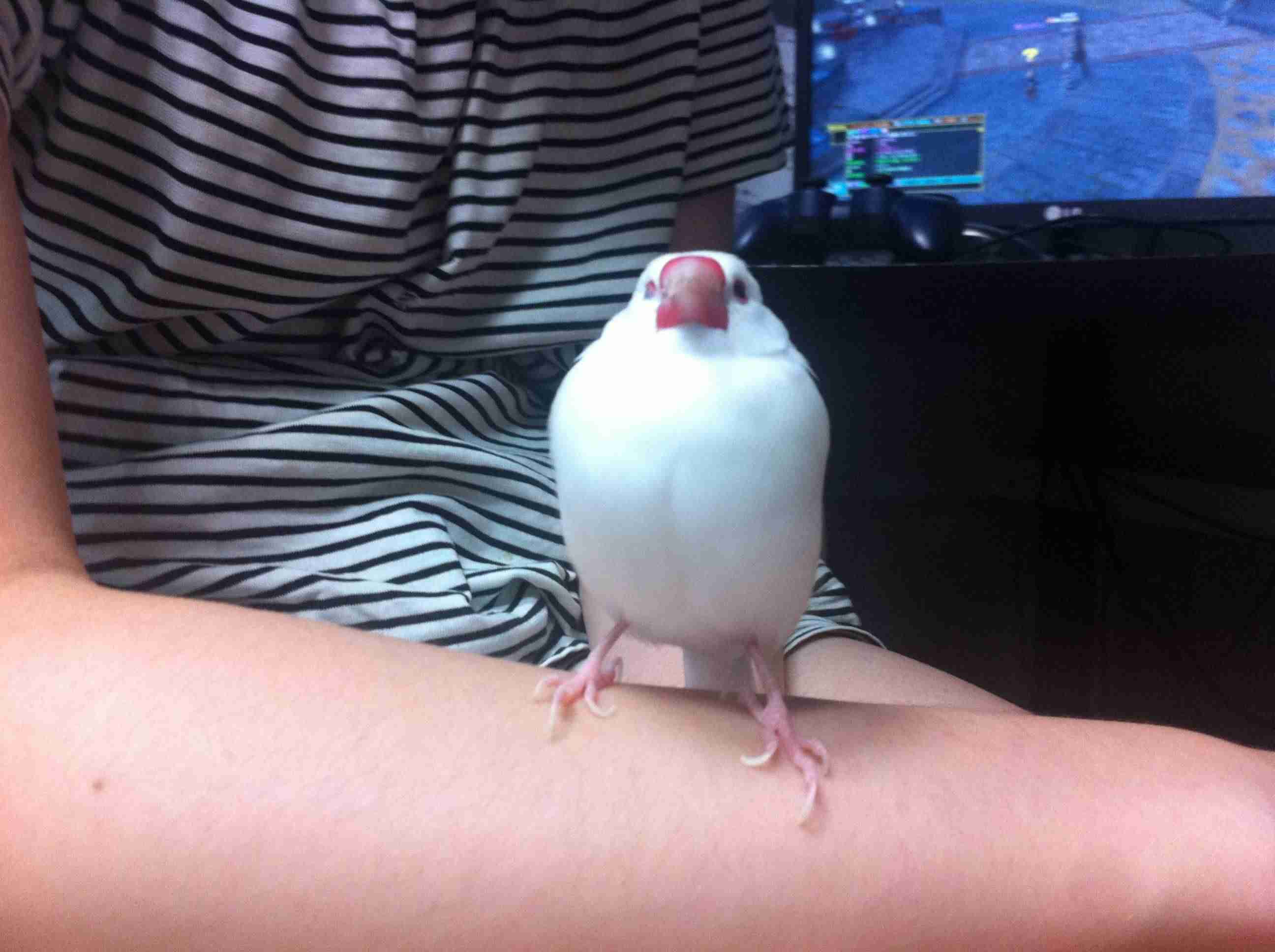 鳥の画像を貼っていく
