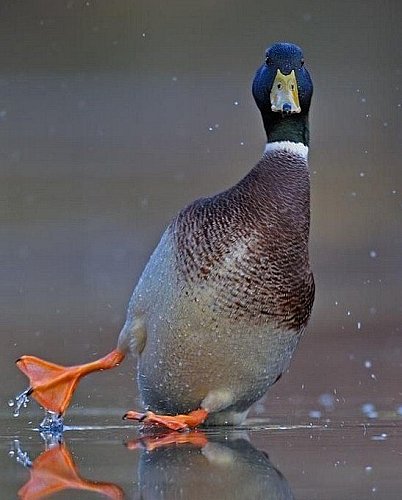鳥の画像を貼っていく