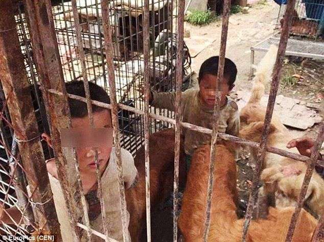 【画像】ドッグフードを食べ犬小屋で生活する少年少女が発見される:暇つぶしニュース
