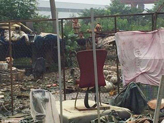 中国でドッグフードを食べ犬小屋で生活する少年少女が発見される