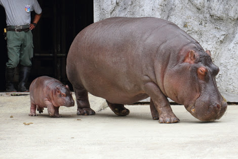 動物園、水族館でのお目当て。