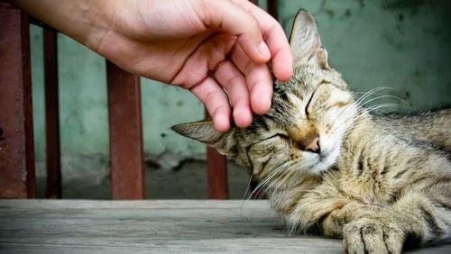 どこを撫でればうれしいニャン？科学がついに解き明かした正しい猫のモフり方（英研究）