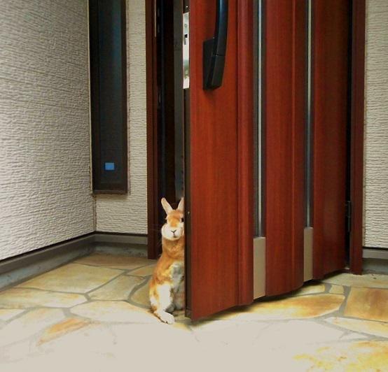玄関までお見送りしてくれる史上最強にカワイイうさぎが見つかった!!