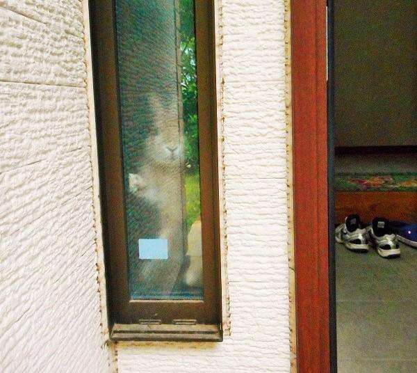 玄関までお見送りしてくれる史上最強にカワイイうさぎが見つかった!!