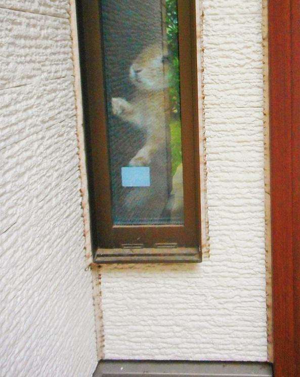 玄関までお見送りしてくれる史上最強にカワイイうさぎが見つかった!!