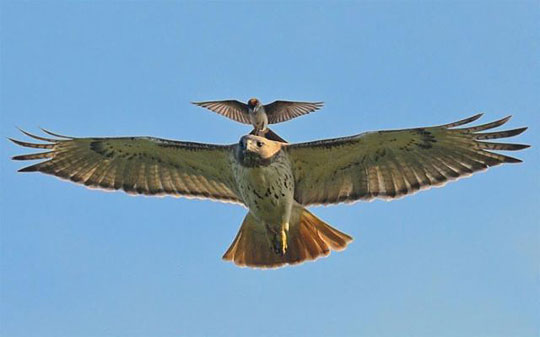 鳥の画像を貼っていく