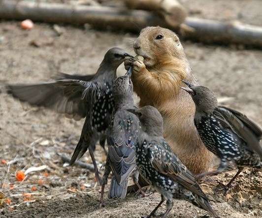 笑える動物の画像下さい（セリフ付き）