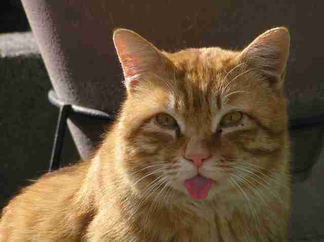 【この差って何ですか？】猫舌の人は舌の使い方を知らないだけ！熱いものを食べる時の正しい舌の使い方とは？ - メディアの虜