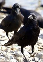 カラスの頭の良さを再確認するまとめ - NAVER まとめ