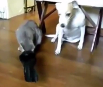 優しいカラス：猫と犬に交互に餌やり！