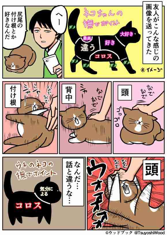 どこを撫でればうれしいニャン？科学がついに解き明かした正しい猫のモフり方（英研究）