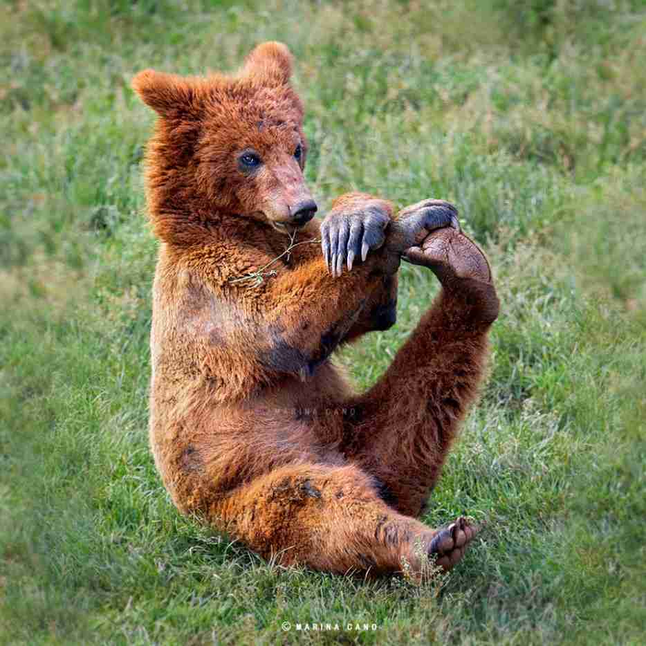 【画像】人間すぎる動物の画像を貼ろう！