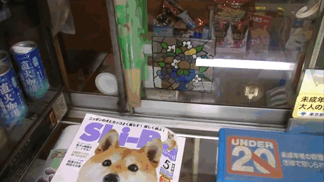 柴犬を隠し撮りした結果ｗ