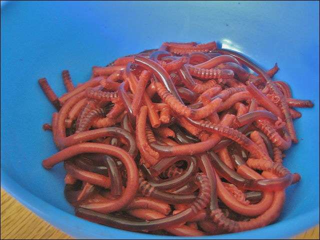 【閲覧注意】カラフルな食べ物を貼ろう