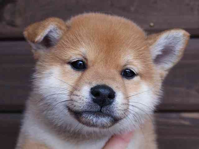 柴犬を隠し撮りした結果ｗ