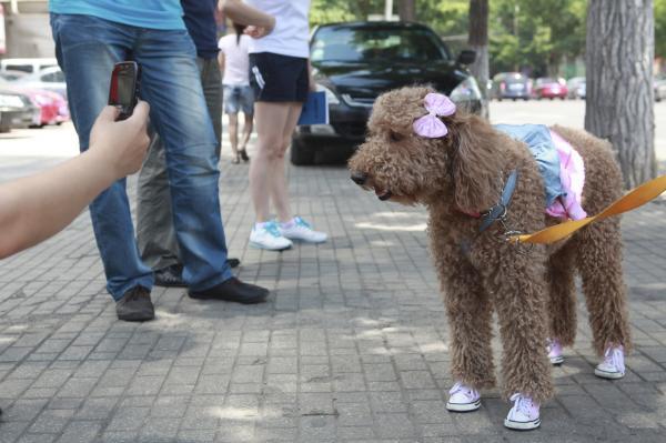 犬も“おめめパッチリ”にしたい！？韓国でペットの整形ブーム （FOCUS-ASIA.COM） - Yahoo!ニュース