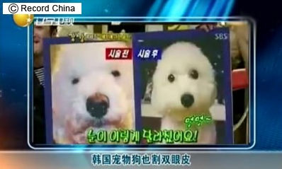 犬も“おめめパッチリ”にしたい！？韓国でペットの整形ブーム
