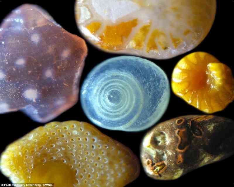 【写真】顕微鏡からのぞいた世界