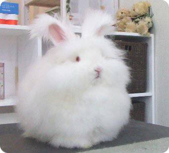 コテハンを有名人にして、ブレないコメントをするトピ